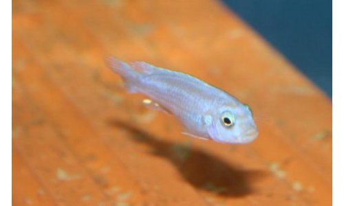 Melanochromis maingano white